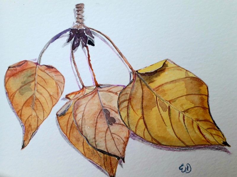 Fall leaves drawing by Wiltrud D.