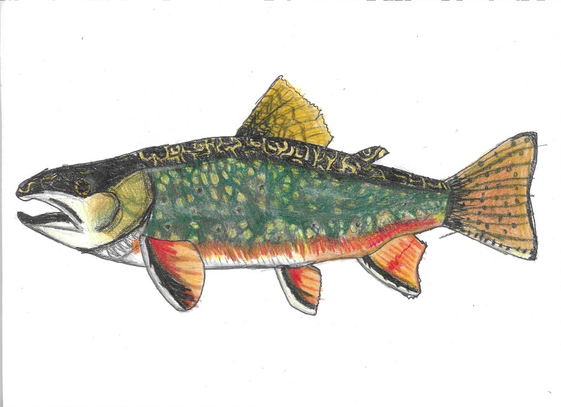 Rainbow Trout Drawing by Klara D.